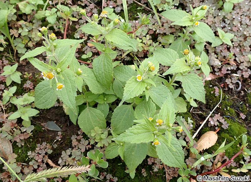 ハキダメギク Galinsoga quadriradiata