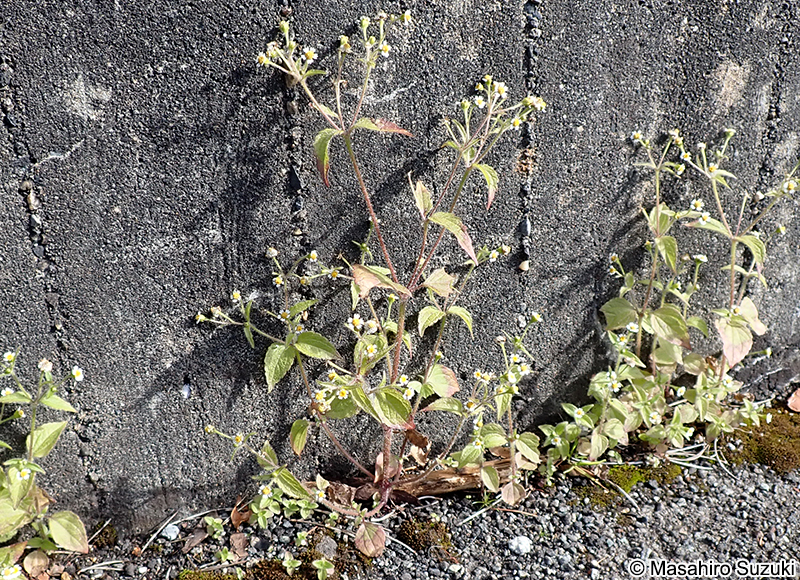 ハキダメギク Galinsoga quadriradiata