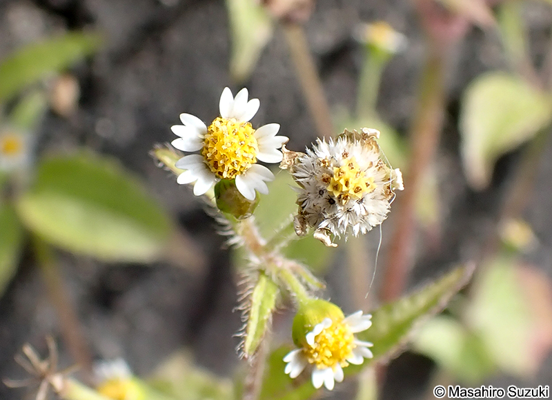 ハキダメギク Galinsoga quadriradiata