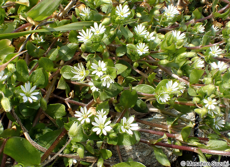 コハコベ Stellaria media