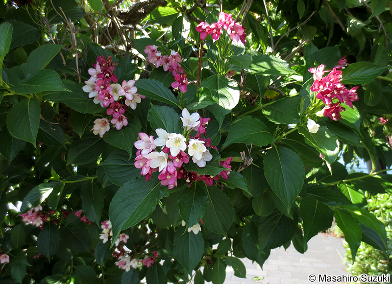 ハコネウツギ Weigela coraeensis