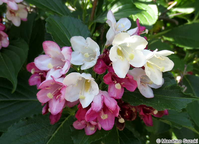 ハコネウツギ Weigela coraeensis