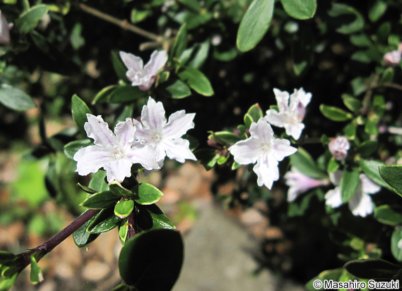 ハクチョウゲ Serissa japonica