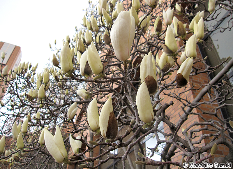 ハクモクレン Magnolia denudata