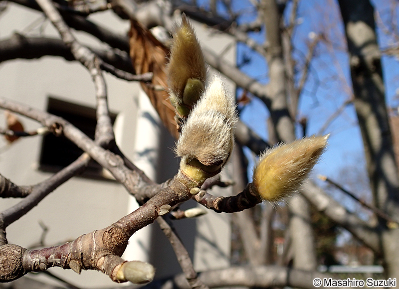 ハクモクレン Magnolia denudata