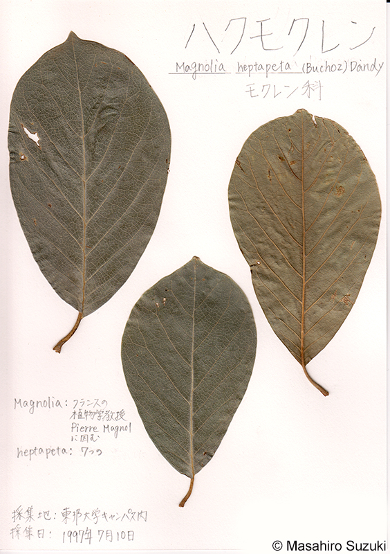ハクモクレンの押し葉