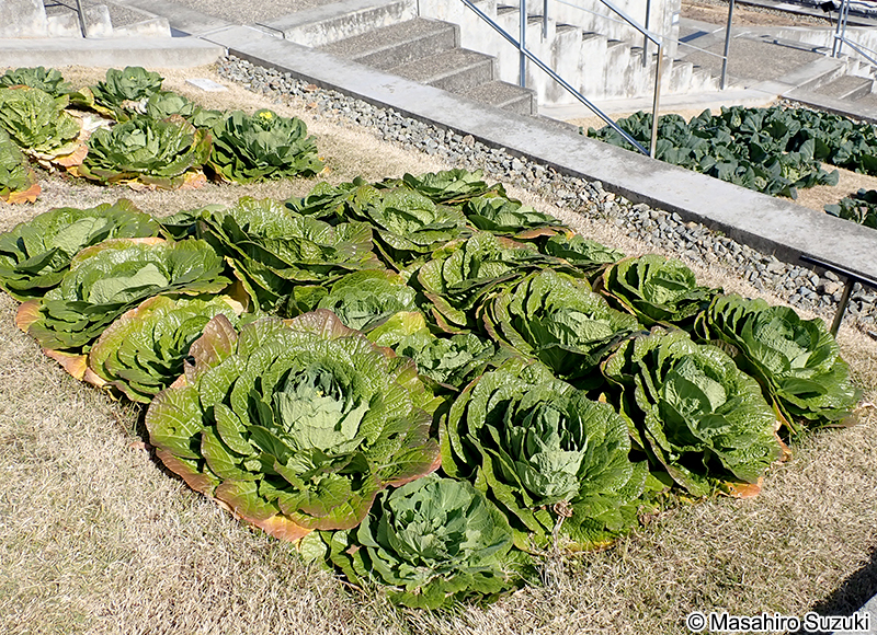 ハクサイ Brassica rapa var. glabra