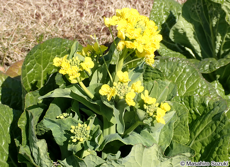 ハクサイ Brassica rapa var. glabra