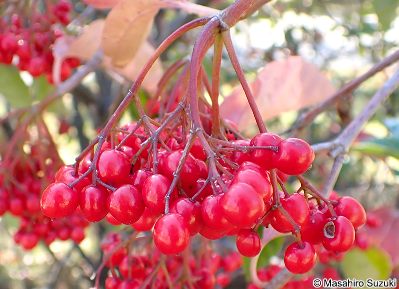 ハクサンボクの果実