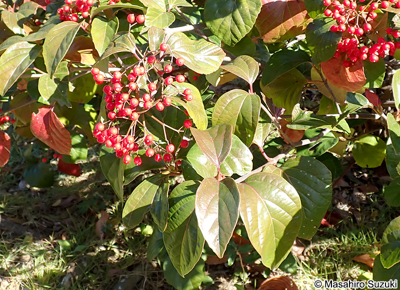 ハクサンボク Viburnum japonicum