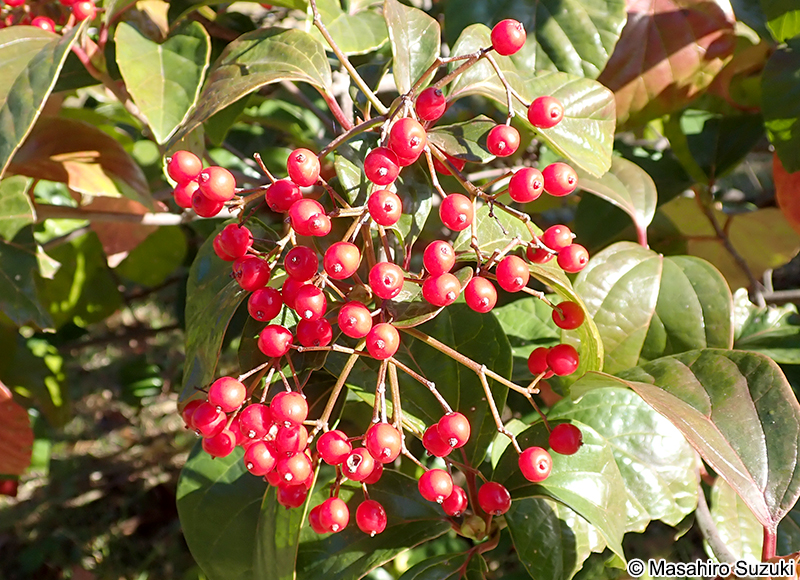 ハクサンボクの果実