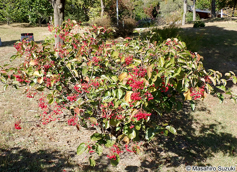 ハクサンボク Viburnum japonicum