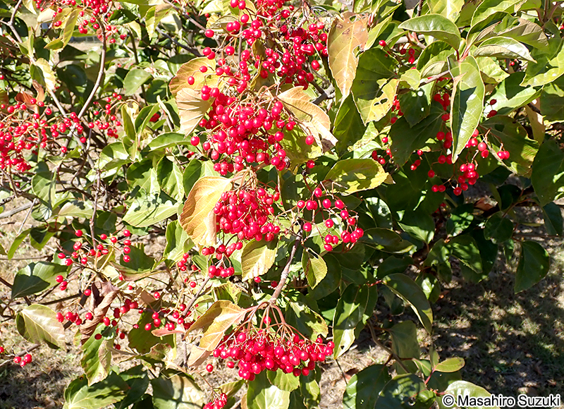ハクサンボク Viburnum japonicum
