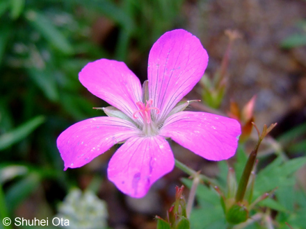 ハクサンフウロ Geranium yesoense var. nipponicum