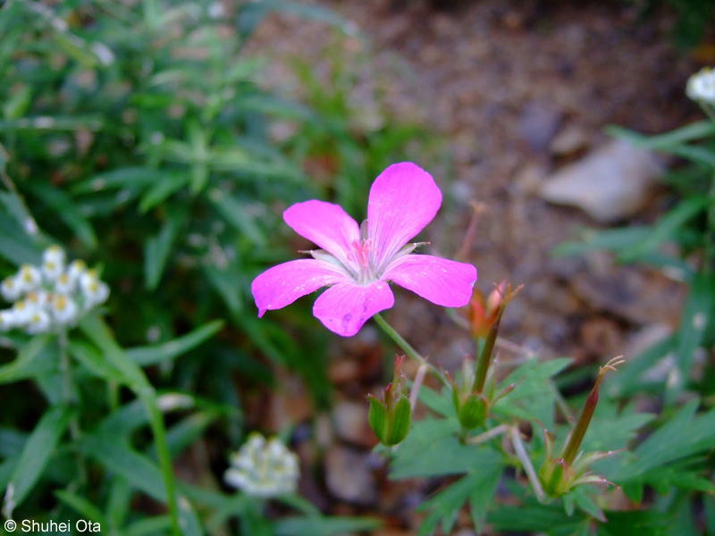 ハクサンフウロ Geranium yesoense var. nipponicum