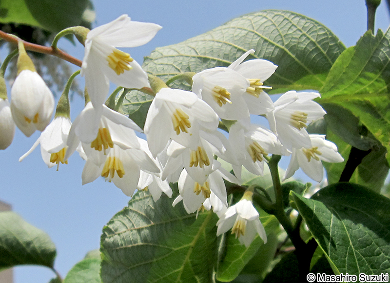 ハクウンボク Styrax obassia