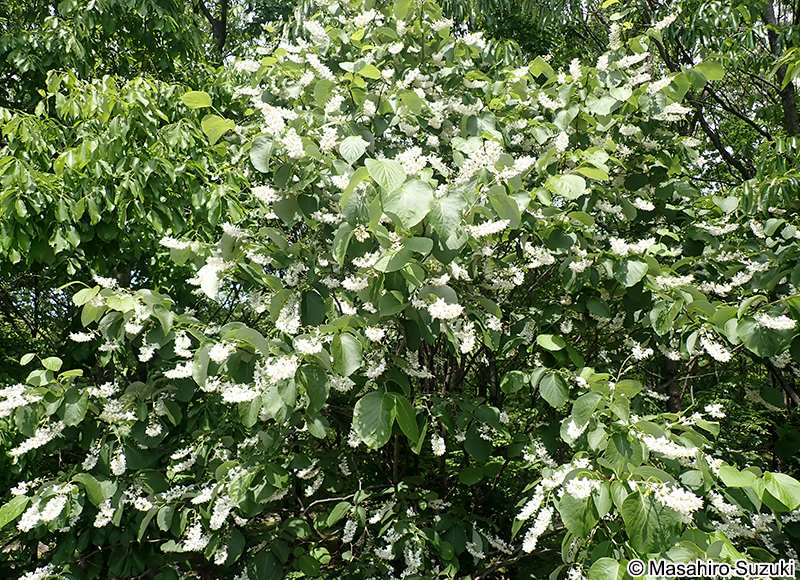 ハクウンボク Styrax obassia
