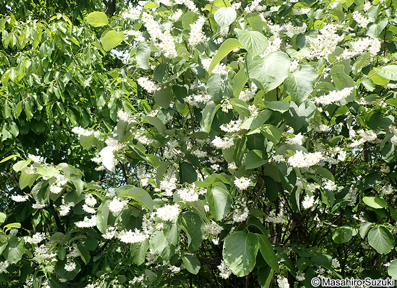 ハクウンボク Styrax obassia