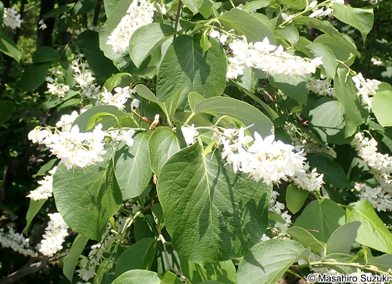 ハクウンボク Styrax obassia
