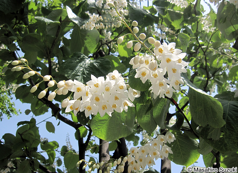 ハクウンボク Styrax obassia