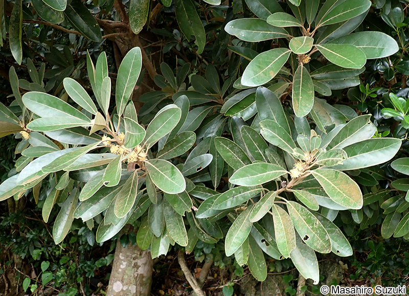 ハマビワ Litsea japonica