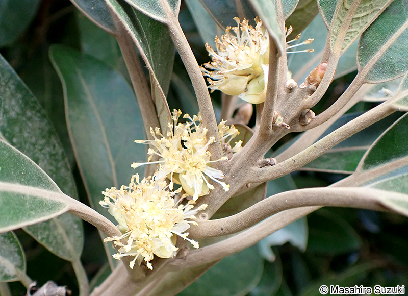 ハマビワ Litsea japonica