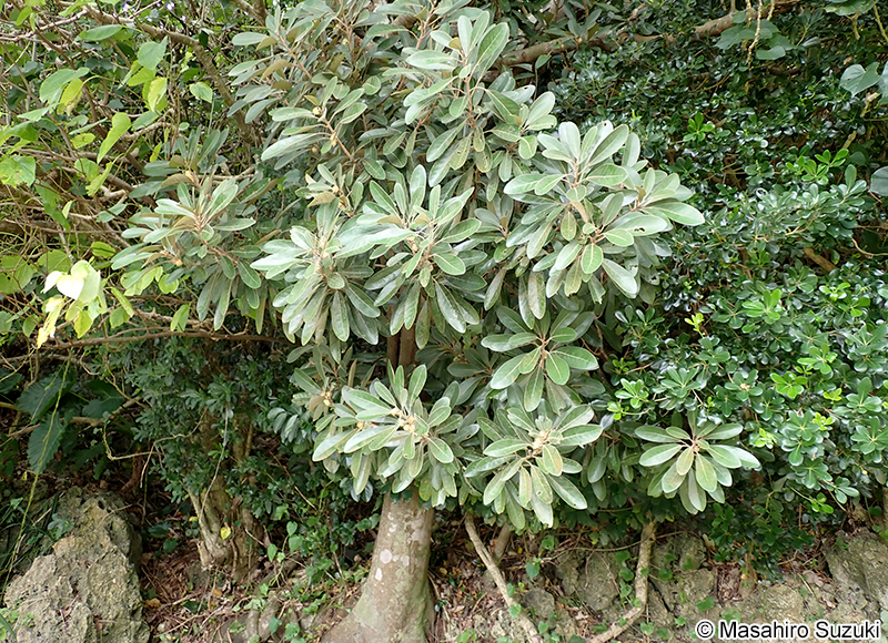 ハマビワ Litsea japonica