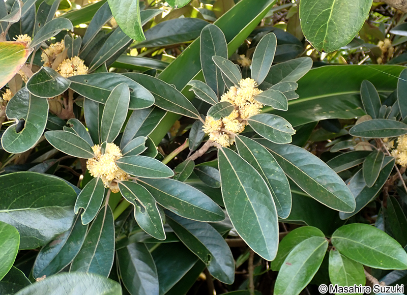 ハマビワ Litsea japonica