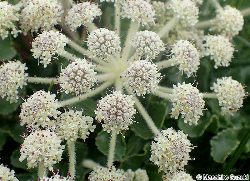 ハマボウフウ Glehnia littoralis