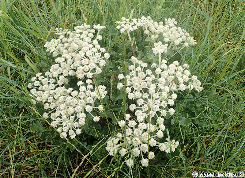 ハマボウフウ Glehnia littoralis