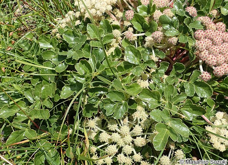 ハマボウフウ Glehnia littoralis