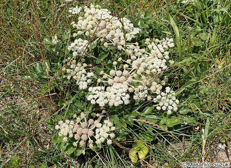 ハマボウフウ Glehnia littoralis