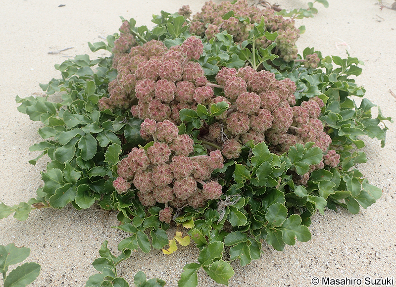 ハマボウフウ Glehnia littoralis