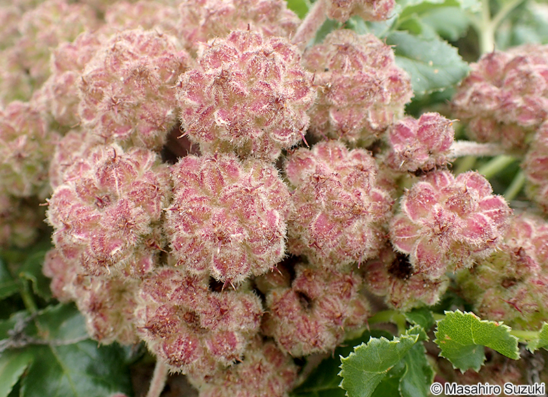 ハマボウフウ Glehnia littoralis