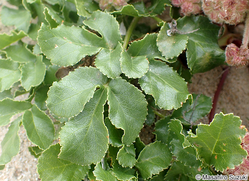 ハマボウフウ Glehnia littoralis