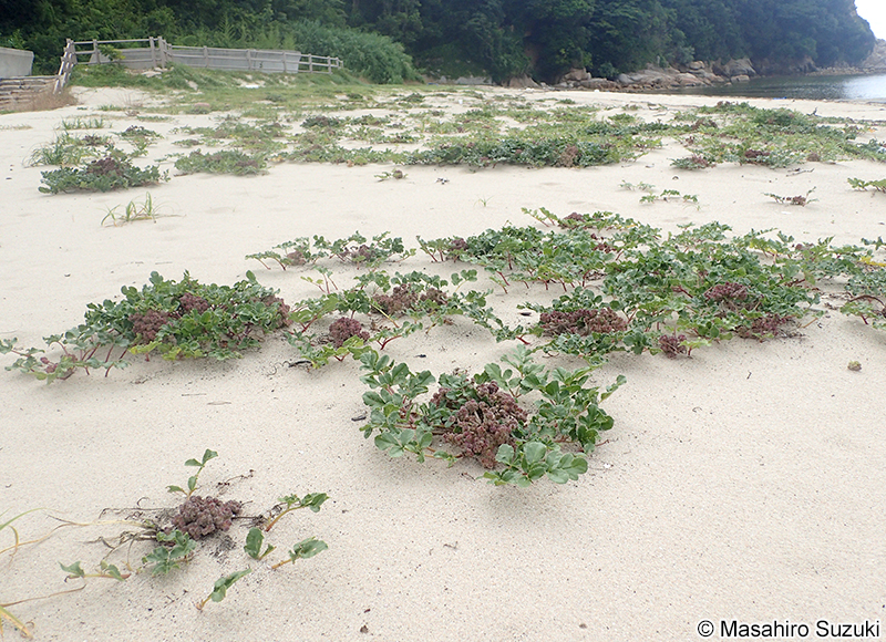 ハマボウフウ Glehnia littoralis