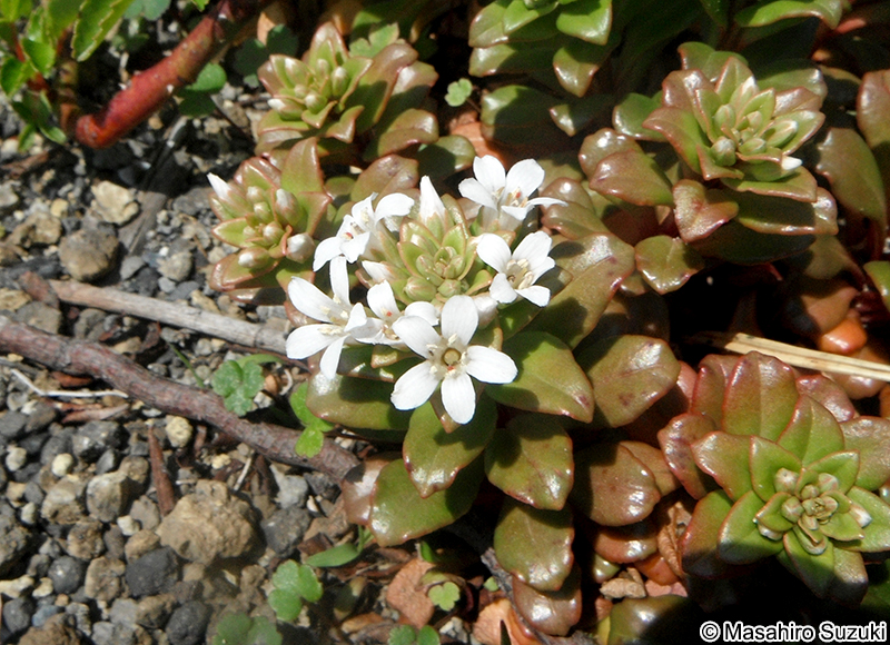 ハマボッス Lysimachia mauritiana