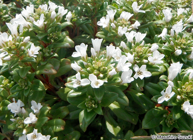 ハマボッス Lysimachia mauritiana