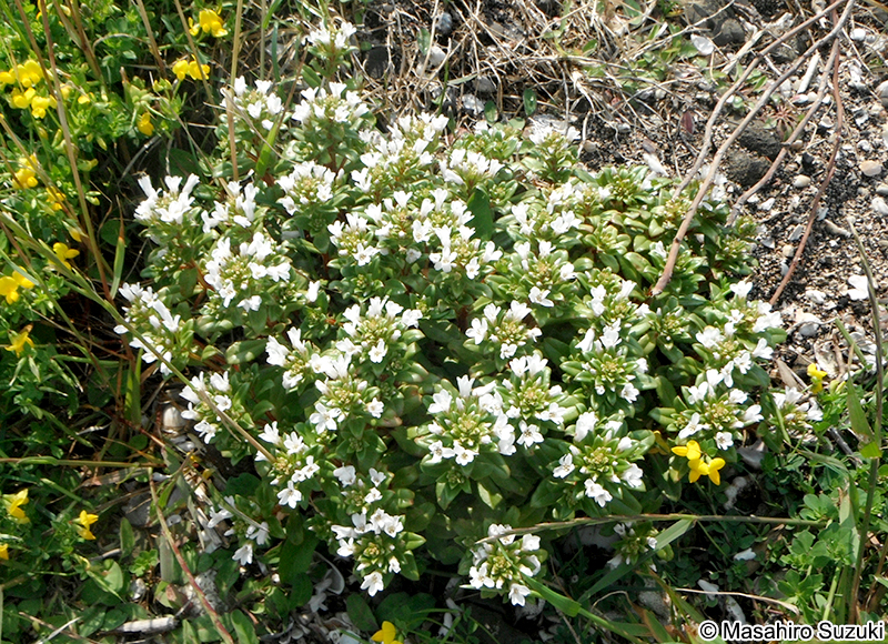 ハマボッス Lysimachia mauritiana
