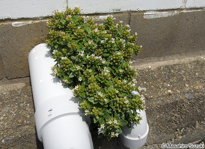 ハマボッス Lysimachia mauritiana