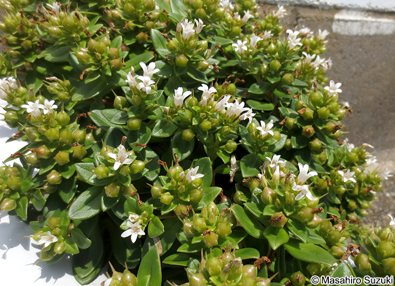 ハマボッス Lysimachia mauritiana