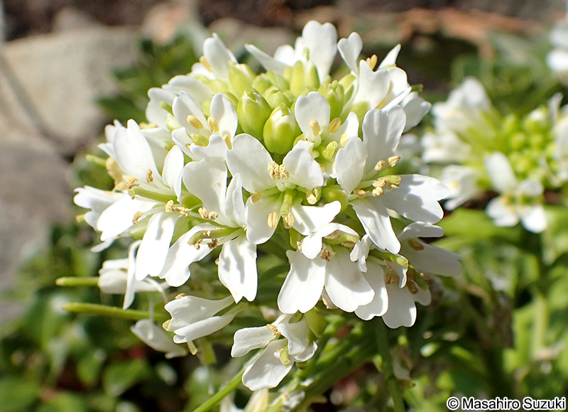 ハマボッス Lysimachia mauritiana