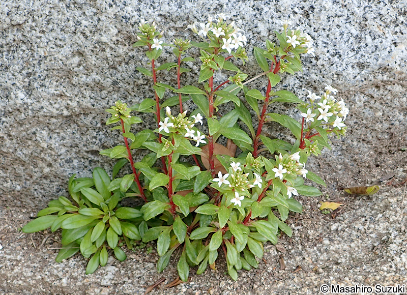 ハマボッス Lysimachia mauritiana