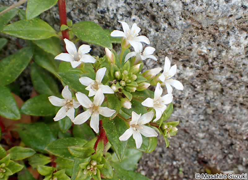 ハマボッス Lysimachia mauritiana