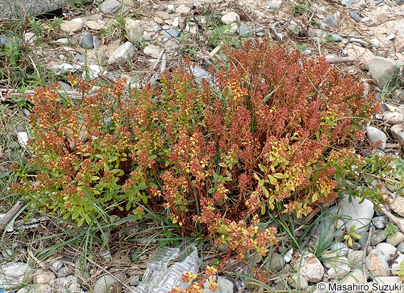 ハマボッス Lysimachia mauritiana