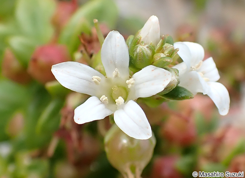 ハマボッス Lysimachia mauritiana