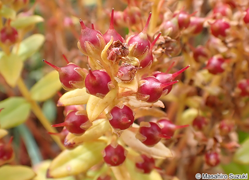 ハマボッス Lysimachia mauritiana