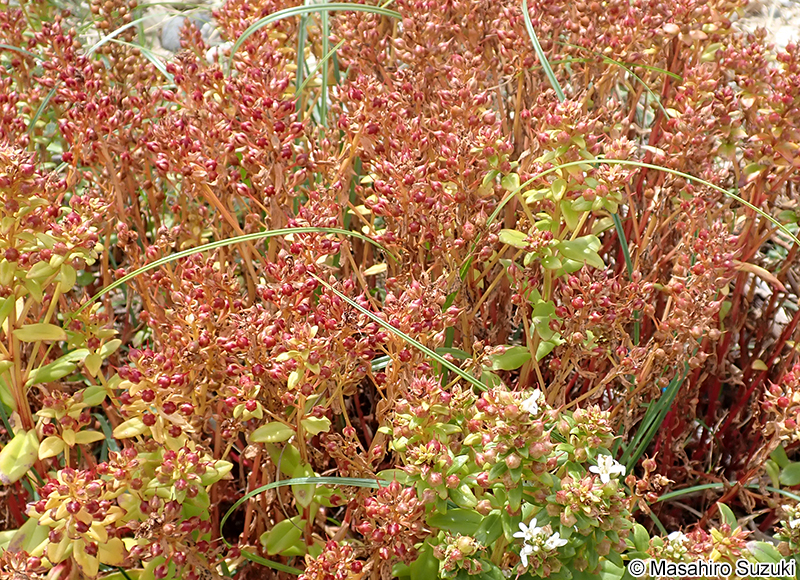 ハマボッス Lysimachia mauritiana