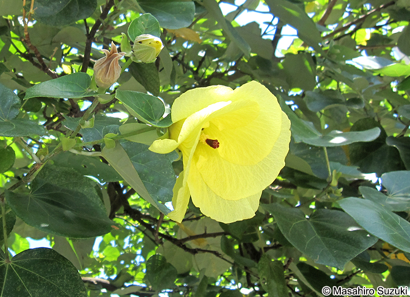 ハマボウ Hibisucus hamabo