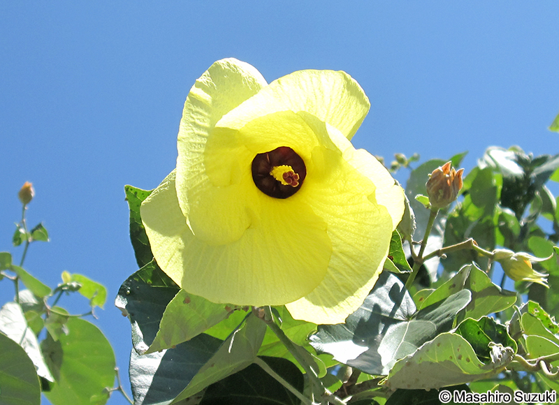 ハマボウ Hibisucus hamabo